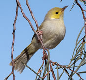White-plumed honeyeater